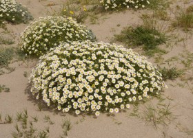 Strandhundskamille, Anthemis maritima, etnobotanika